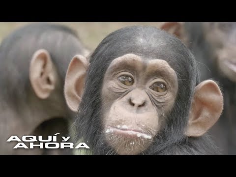 Vídeo: La Falta De Piedad Por Los Justamente Castigados Hace Que Las Personas Y Los Chimpancés Estén Relacionados - Vista Alternativa