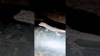 Lizard 🦎#short#video