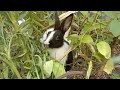 Baby rabbit in the garden  gappus family