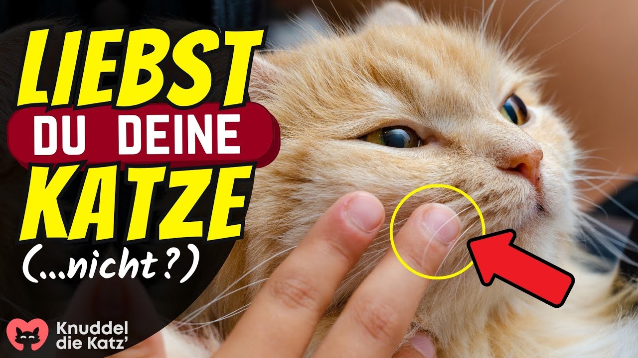 13 Dinge, Die Du Niemals Tun Darfst, Wenn Du Deine Katze Liebst - YouTube