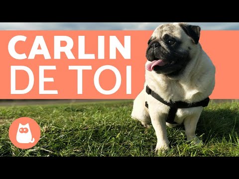 Vidéo: 25 carlins avec des personnalités de carlin