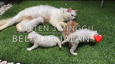 Video 457341: kitten persia mix, kitten maine, kucing