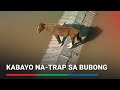 Kabayo na-trap sa bubong dahil sa baha