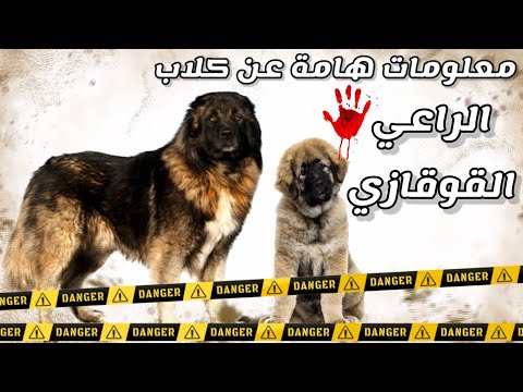 فيديو: كلب الراعي القوقازي - الشخصية والسلوك