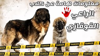 معلومات هامة عن الكلب الراعي القوقازي || caucasian shepherd