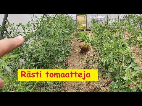 Video: Miten Tomaatit Eroavat Tomaateista? Ero Termeissä. Onko Oikein Kutsua Vihannes - Tomaatti Vai Tomaatti?