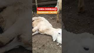 Download Lagu TANDA DOMBA CACINGEN #shorts #ternakkambing #ternakdomba MP3