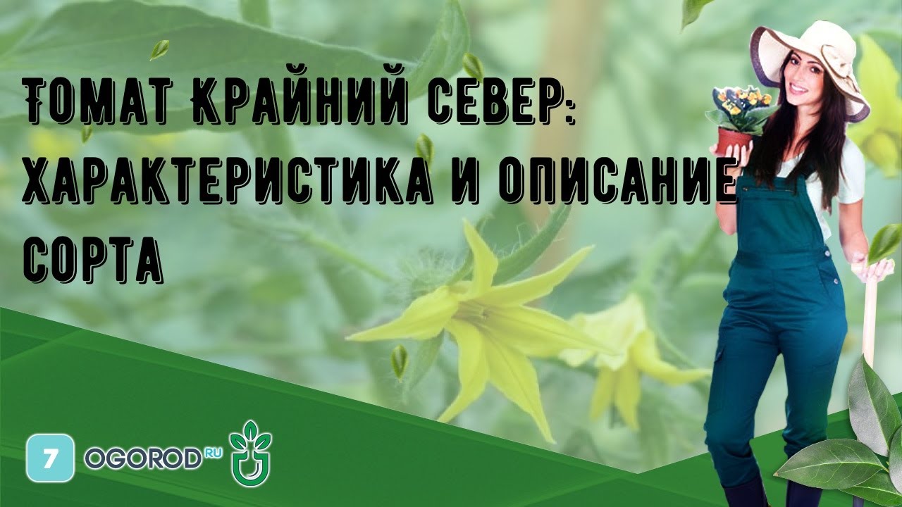 Томат Крайний север: характеристика и описание сорта - YouTube
