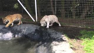 पूल में खेल रहे बाघ