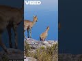 Goats:  Nature's Amazing Climbers #goats #mountaingoat  #morocco #animals  #mountainclimbers #goat