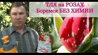 видео Как спастись от нашествия тли