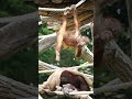 A Cute Little Orangutan Caught on Camera!#shorst#orangutans#funnyvideo#funnyanimals