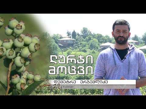 \"ფერმა\" - ლურჯი მოცვი - ევროპის ბაზარზე ყველაზე მოთხოვნადი პროდუქტი