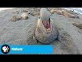 Survival Strategies in Polar Regions