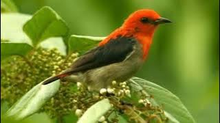 Suara pikat burung kemade|cabe cabean dijamin ampuh