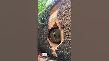 Workers Rescue Giant Anaconda Trapped in a Fallen Tree