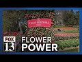 Tulip Festival kicks off at Thanksgiving Point