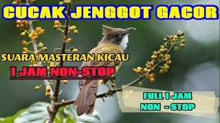 SUARA MASTERAN CUCAK JENGGOT GACOR 1 JAM