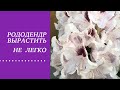 РОДОДЕНДРОН - ВЫРАСТИТЬ НЕ ПРОСТО !НАДО ЗНАТЬ ГЛАВНОЕ!!!