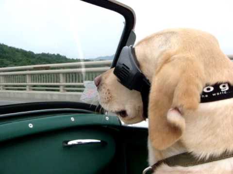 オープンカーが大好きな犬 Youtube