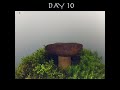 ⏳ ЖИЗНЬ БОРОВИКА! 15 days in the life of a porcini mushroom! #shorts #timelapse