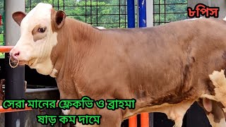 অনেক দিন পর কিছু ফ্লেকভি এবং ব্রাহমা ষাড় ও বকনা নিয়ে আসলাম অনেক কম দামে। #কমদামেগরু  #ইন্ডিয়ানগরু