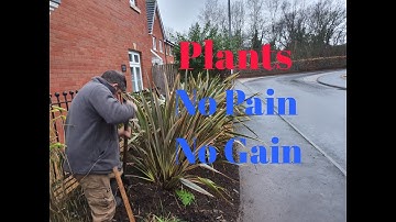 How To Prune And Maintain Phormiums (New Zealand Flax)