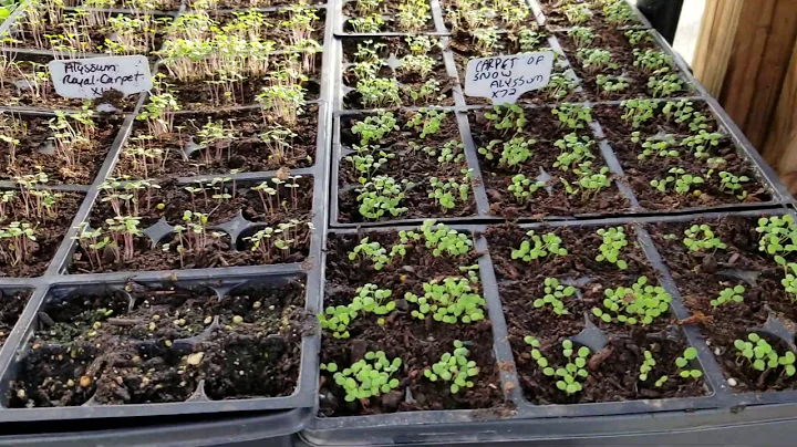 Fig Trees Waking Up Early