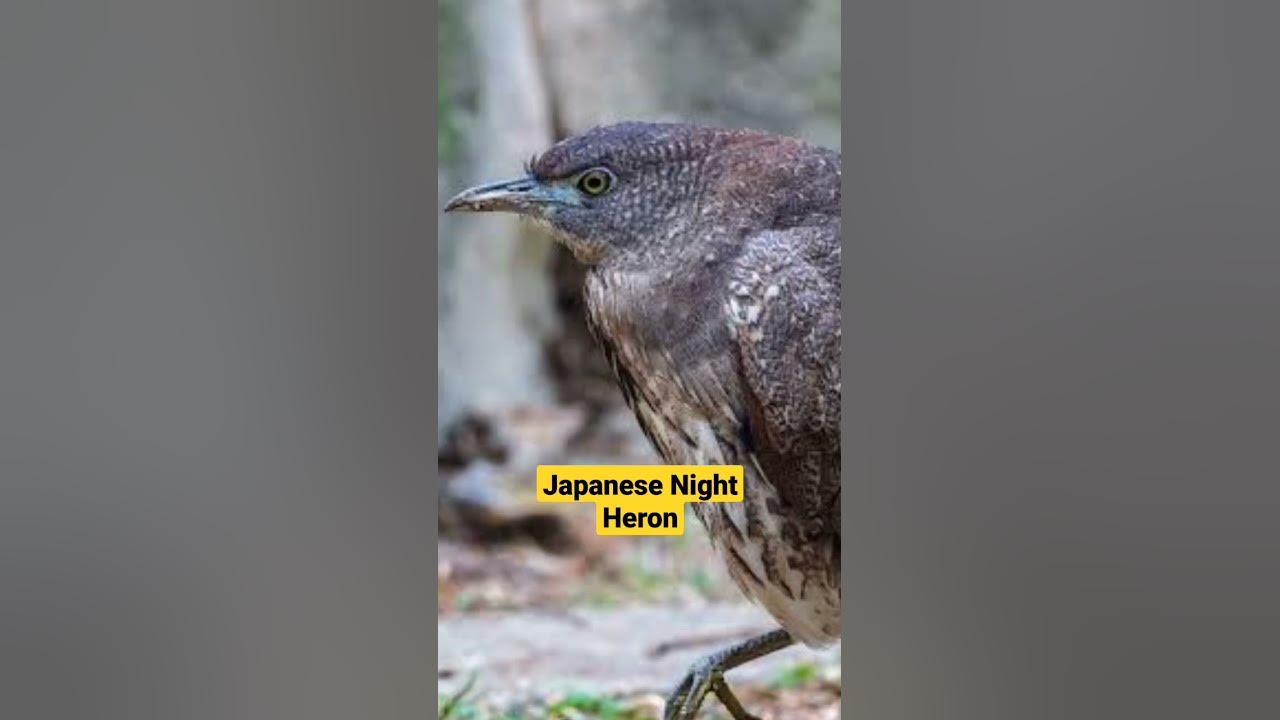 Japanese Night Heron