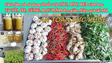 Cách làm thuốc trừ sâu hữu cơ TỎI ỚT GỪNG |How to make organic pesticides with garlic, chili, ginger