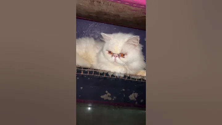 Video 11070421: persian cat lovers
