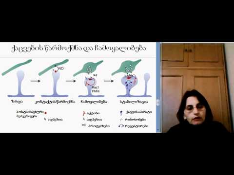 თ.ლორთქიფანიძე ლექცია 7.3