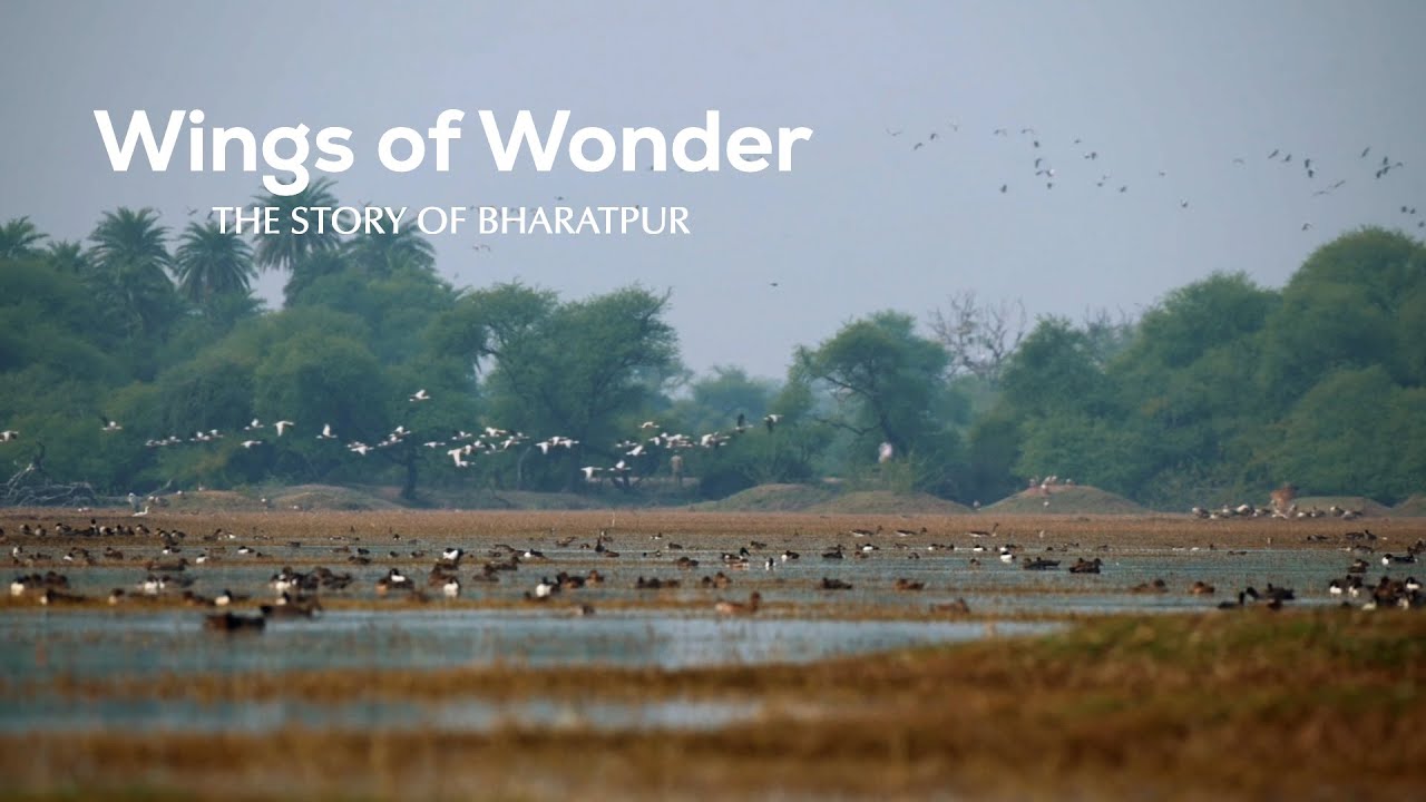 Wings of Wonder: The Story of Bharatpur | Indian Bird Sanctuary | 