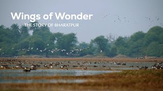 Troubled Waters: Why Bharatpur’s Wetlands Need our Attention