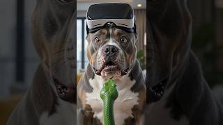 Chihuahua Vs Bulldog Funny Moments 🤣 #dogs #bulldog #funny #chihuahua #pets