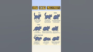 Learn Cats Body Language and Signs| Meaning | Learn English | Speak English |