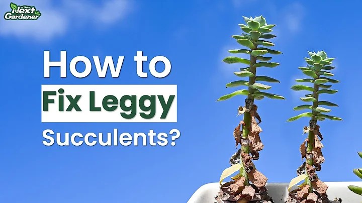 How to Fix Leggy/ Elongated Succulents | The Next Gardener