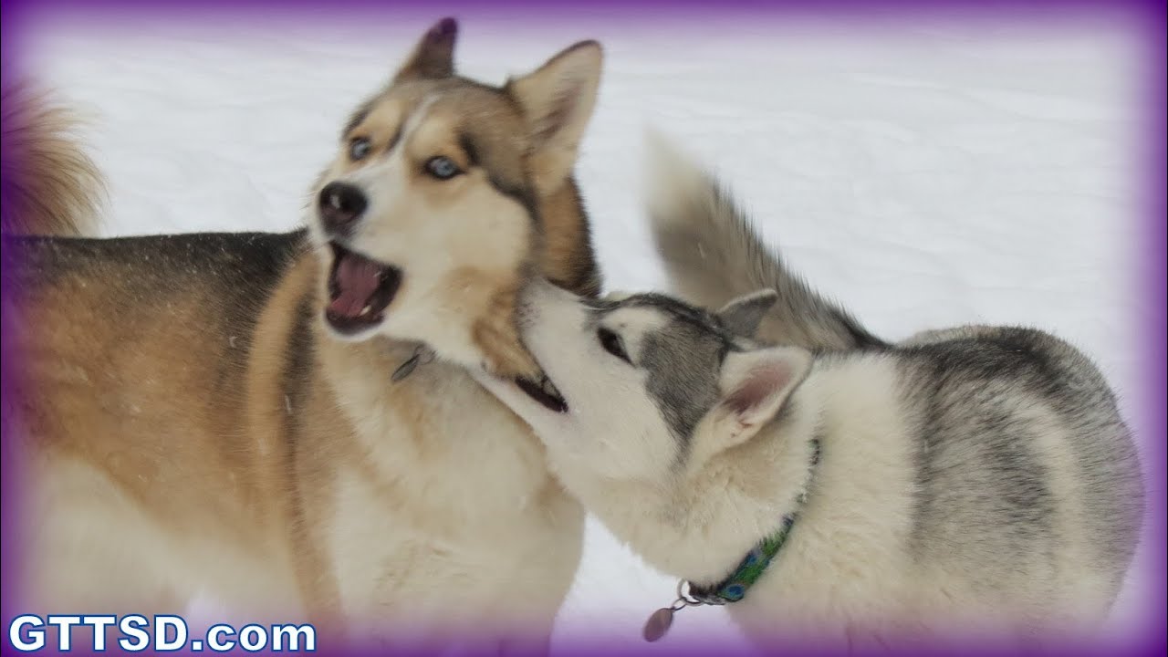 are siberian huskies on the dangerous dog list