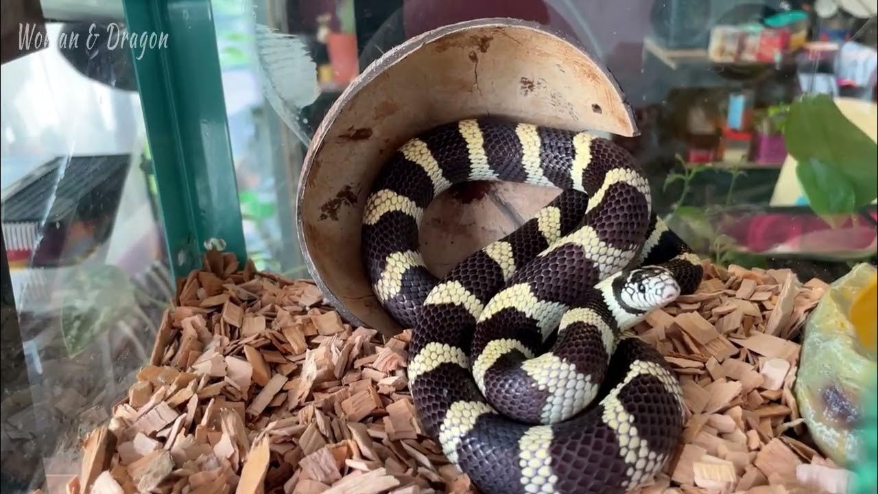 Змея ИксЧель занялась интерьерным дизайном. А мы сломали змеиный домик ...