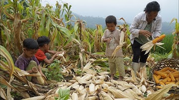 A Lở Bố Đơn Thân Và Ú Mẩy Mẹ Đơn Thân Cùng Nhau Bẻ Ngô |Cói Lalin