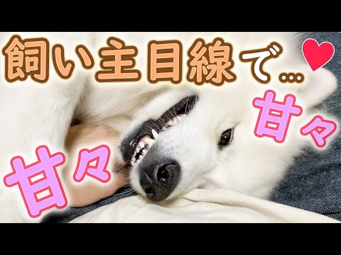 サモエドが甘えてくる動画【飼い主目線】