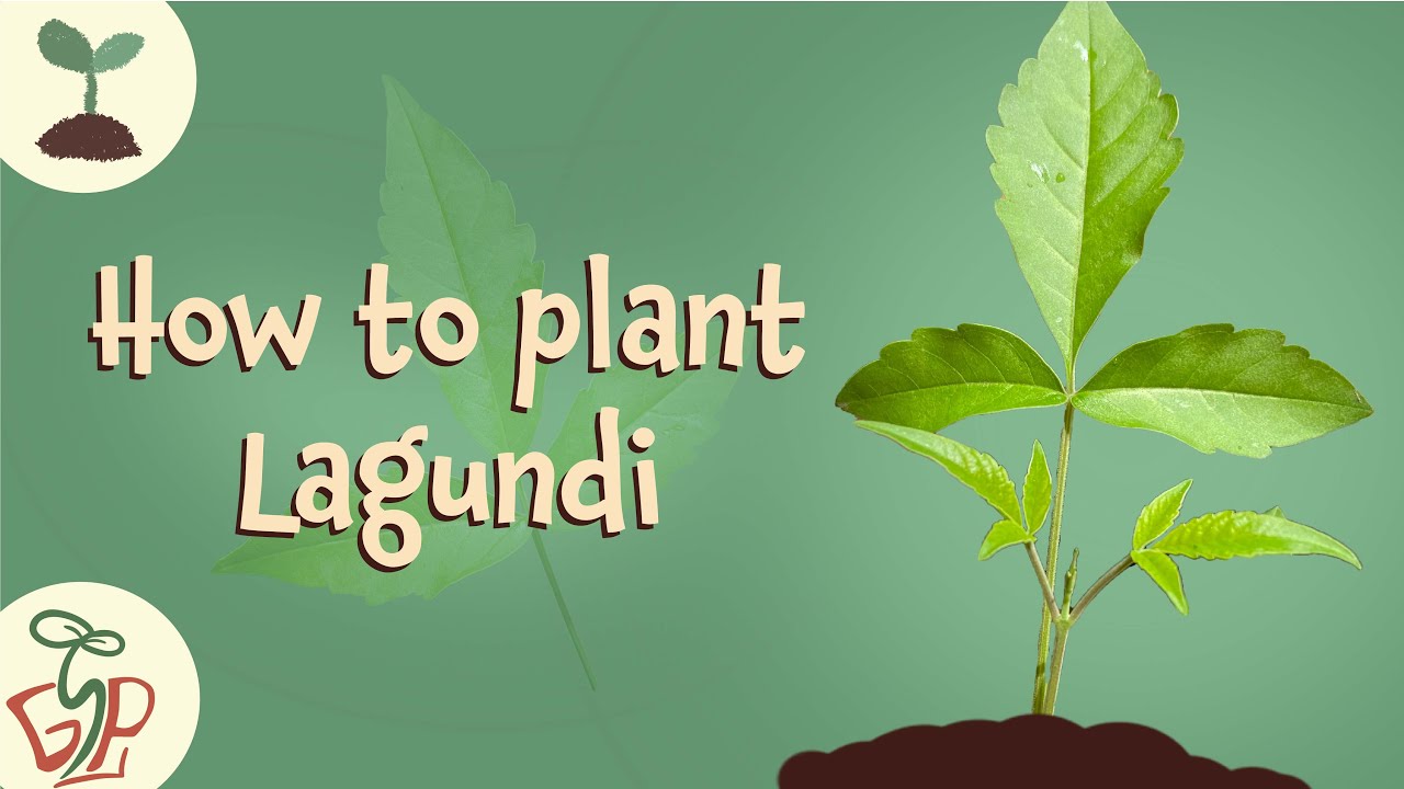 Lagundi Leaves lagundi-leaves