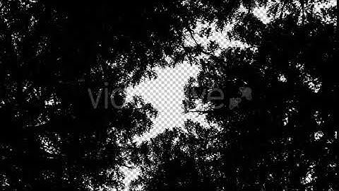 Tree Silhouettes - Low Angle Shot | Motion Graphics - Envato elements