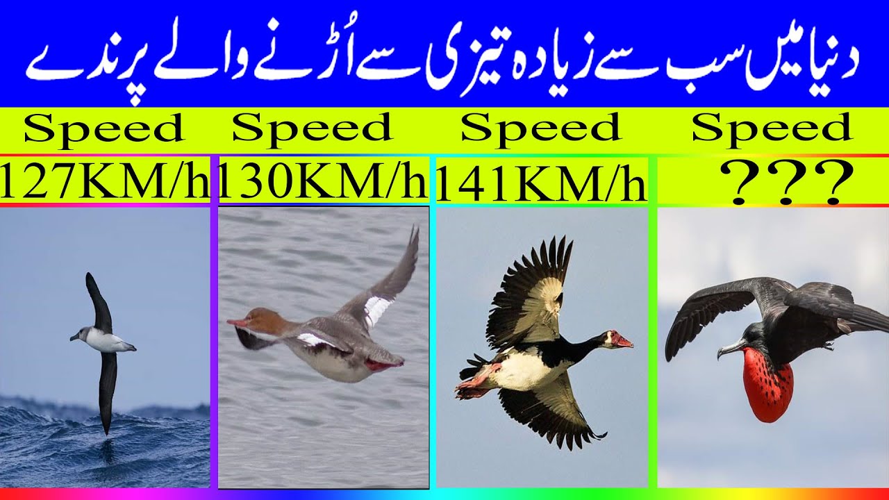 Top 5 Fastest Birds In The World P 1 Fastest Birds Ahmad TV YouTube top-5-fastest-birds-in-the-world-p-1-fastest-birds-ahmad-tv-youtube