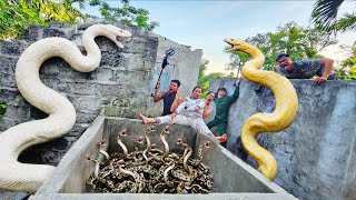 Brave soldiers used high-tech snake detectors to locate the giant python's nest.
