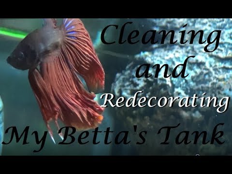 betta fish colors Cleaning and Redecorating my Betta's Tank!