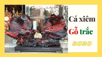 Cá Xiêm Gỗ Trắc Đỏ Đen ôm Đá Đẹp