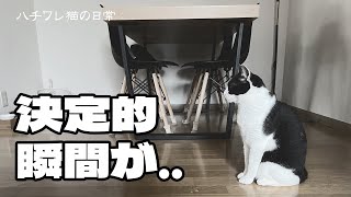 家猫の決定的瞬間が撮れてしまった日