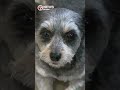 Video shows theft of 12-year-old family dog from Plantation neighborhood