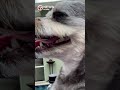 Video shows theft of 12-year-old family dog from Plantation neighborhood